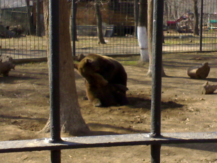 24022008363 - zoo braila