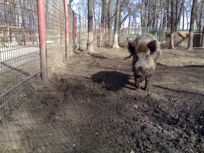 24022008370 - zoo braila