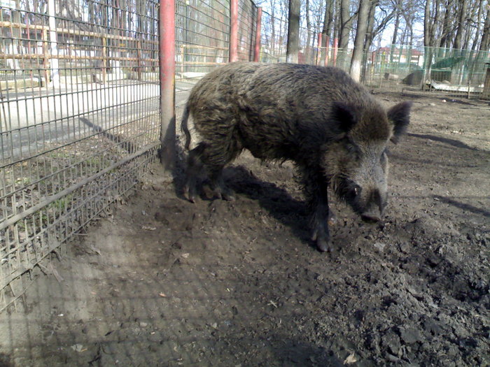 24022008372 - zoo braila