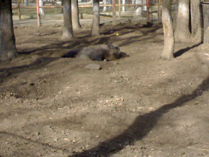 24022008373 - zoo braila