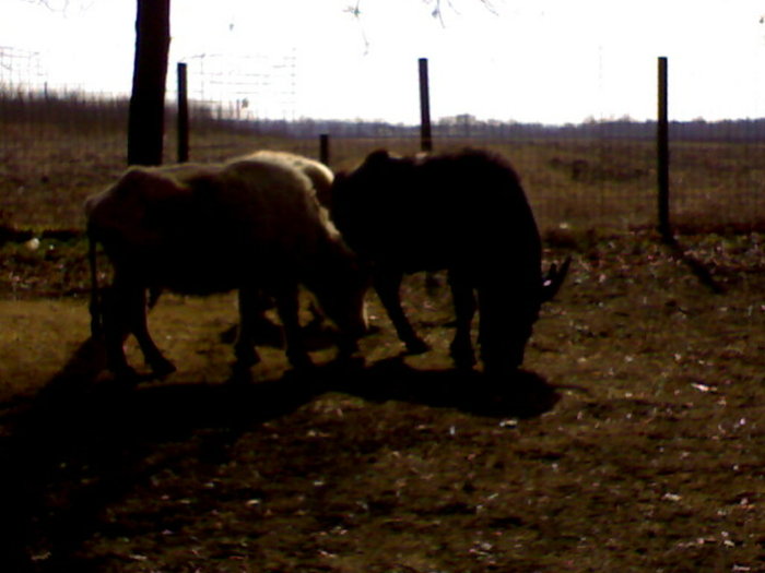 24022008375 - zoo braila