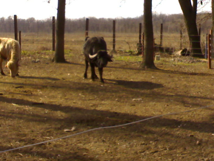 24022008377 - zoo braila