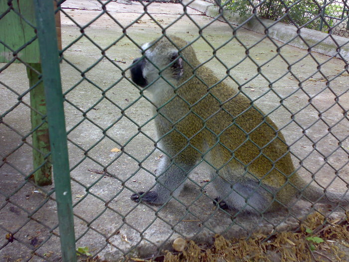 13052009764 - zoo galati