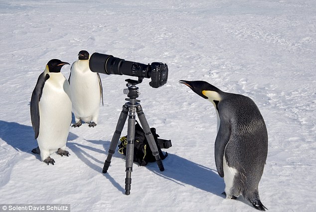 pingu2000000000 - pinguini imperiali