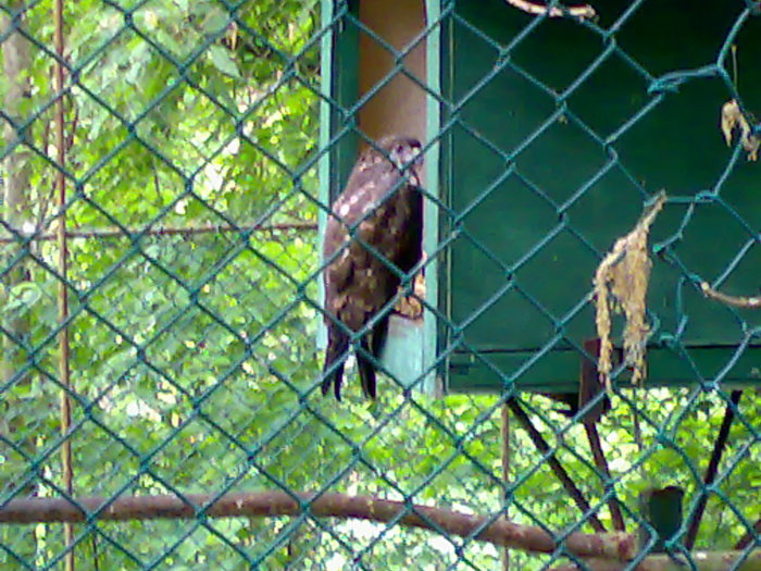 13052009767 - zoo galati