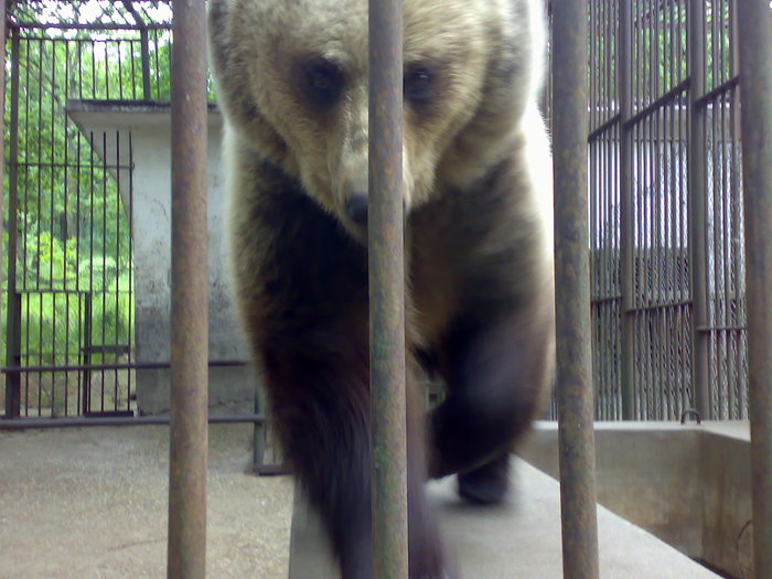 13052009768 - zoo galati