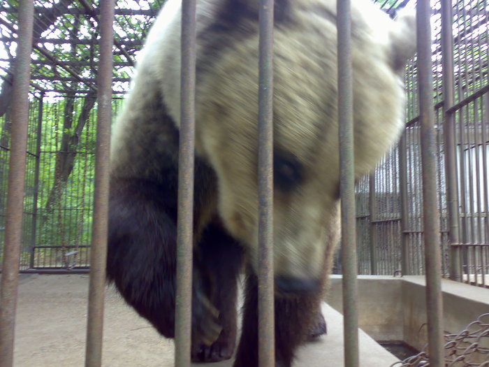 13052009770 - zoo galati