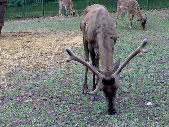 13052009775 - zoo galati