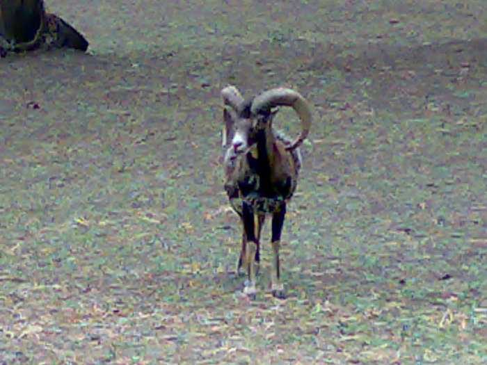 13052009778 - zoo galati