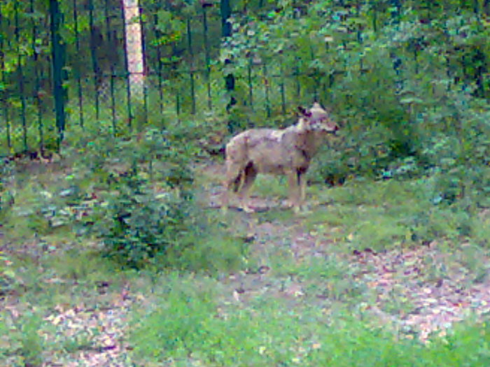 13052009779 - zoo galati