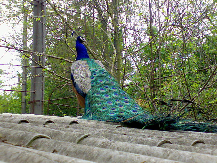 13052009782 - zoo galati