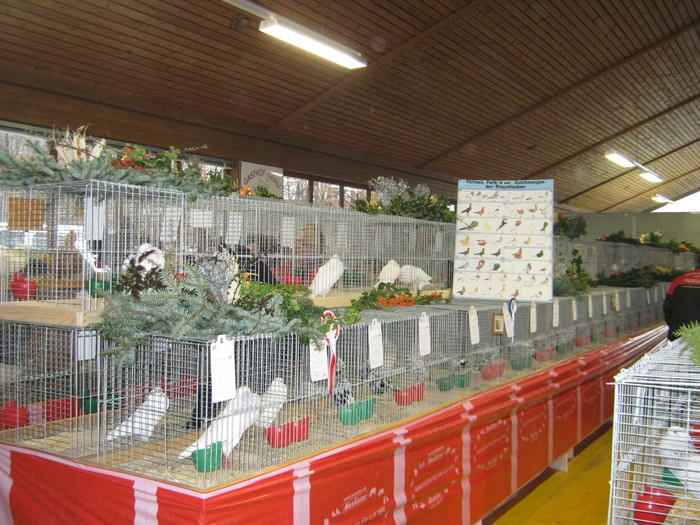 Haslach -expo -tauben