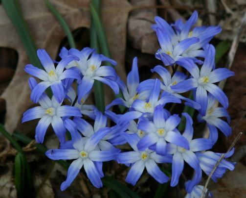 chinodoxa forbesii blue - FLORI GRADINA