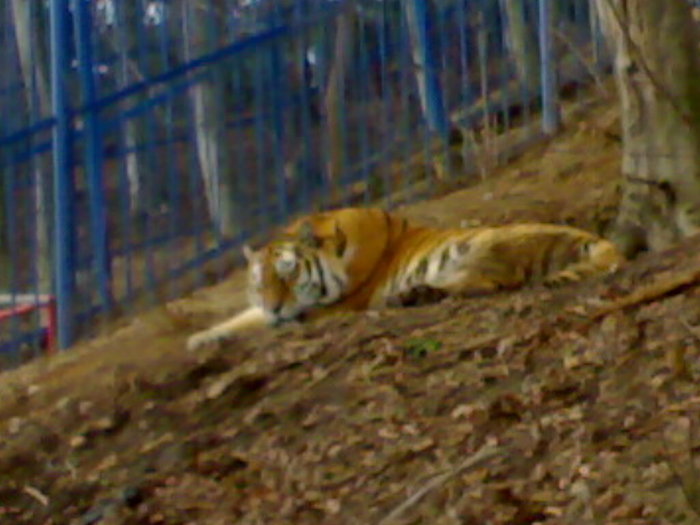 12122008588 - zoo brasov