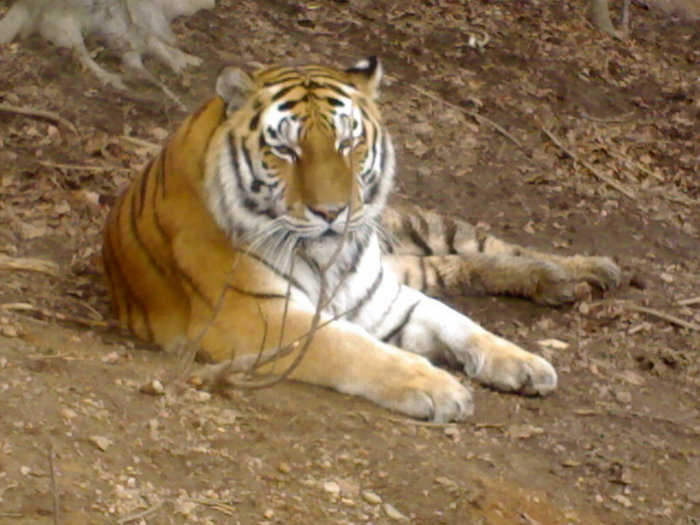 12122008590 - zoo brasov