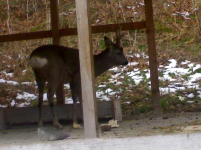 12122008596 - zoo brasov