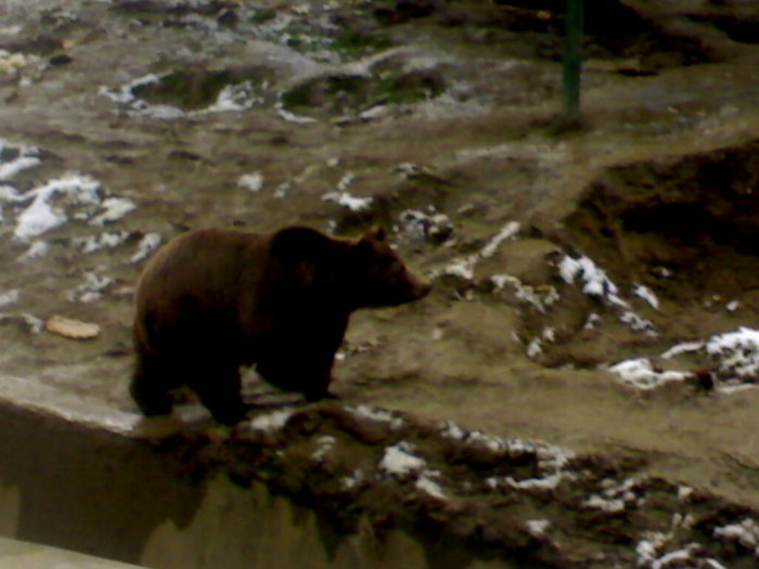 12122008598 - zoo brasov