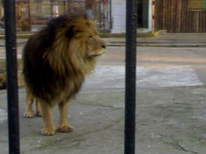 02022008107 - zoo braila