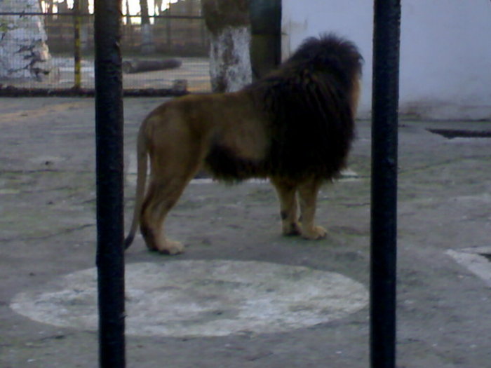 02022008110 - zoo braila