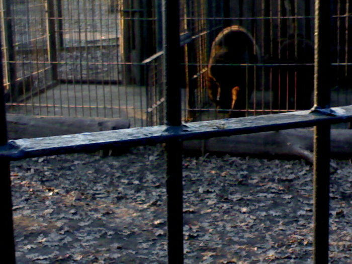 02022008111 - zoo braila