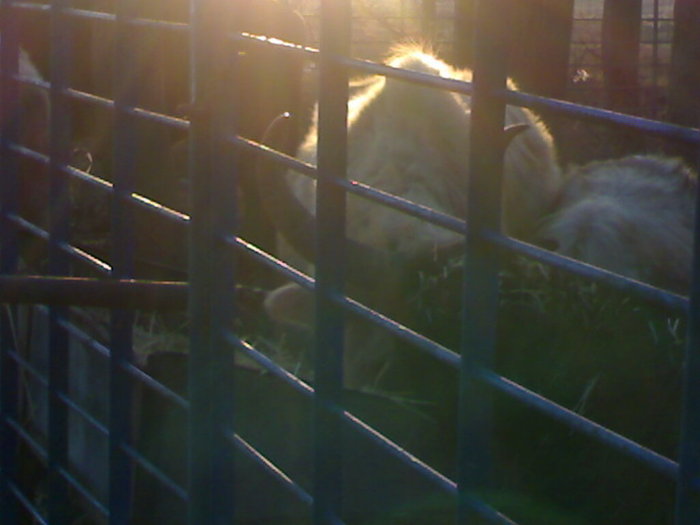 02022008115 - zoo braila