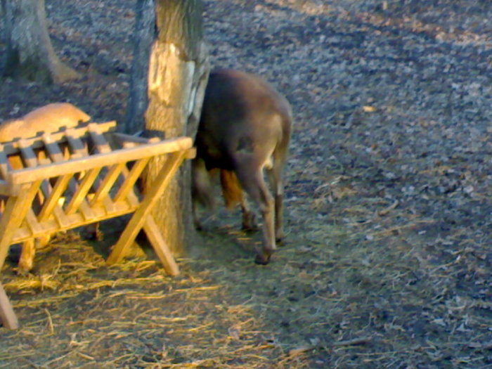 02022008118 - zoo braila