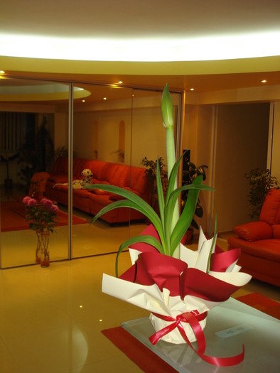 AMARYLLIS-CADOU PENTRU MAMA - FLORILE MELE