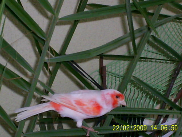 S4020252 - canari 2009