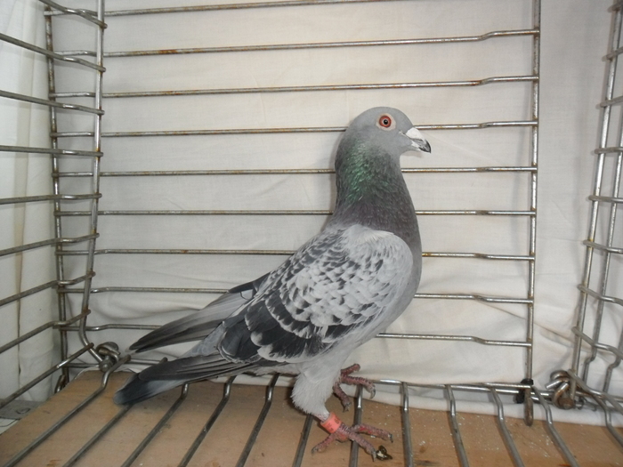 Budai-M - Reproductie