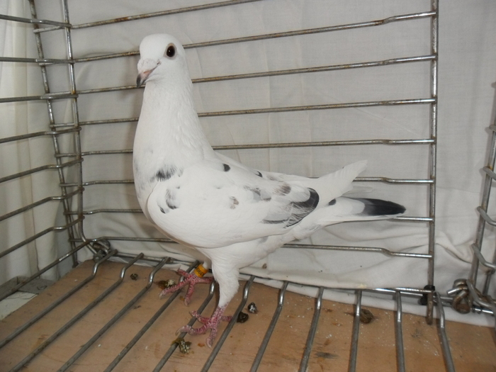 F-Ro-09 Janssen - Reproductie