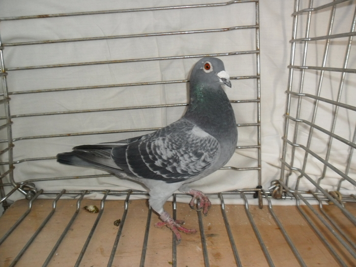 M-Hung-08 - Reproductie