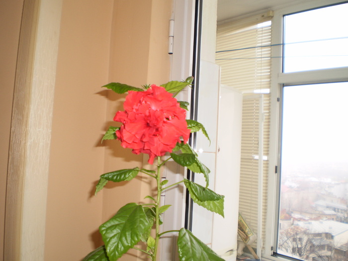 PB160008 - FLORI