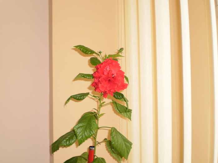 PB160011 - FLORI