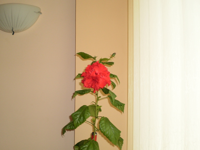 PB160012 - FLORI