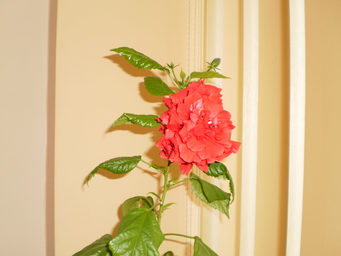 PB160014 - FLORI
