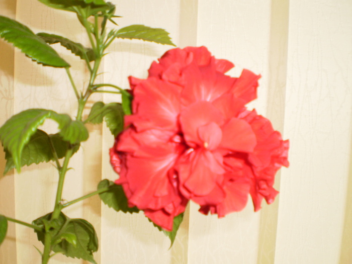 PB160018 - FLORI