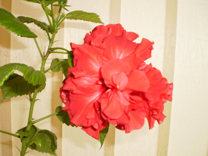 PB160019 - FLORI