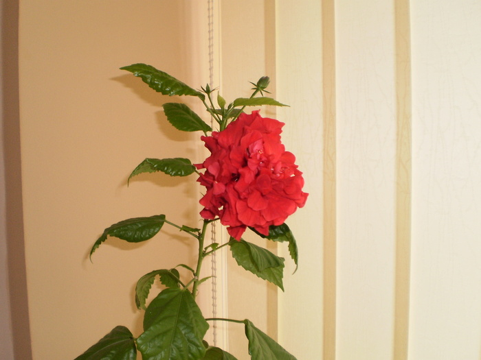 PB160027 - FLORI