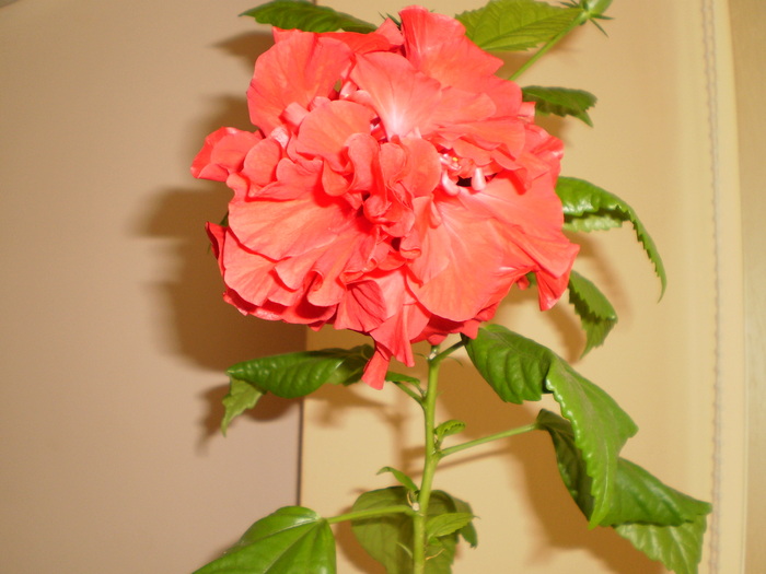 PB160032 - FLORI