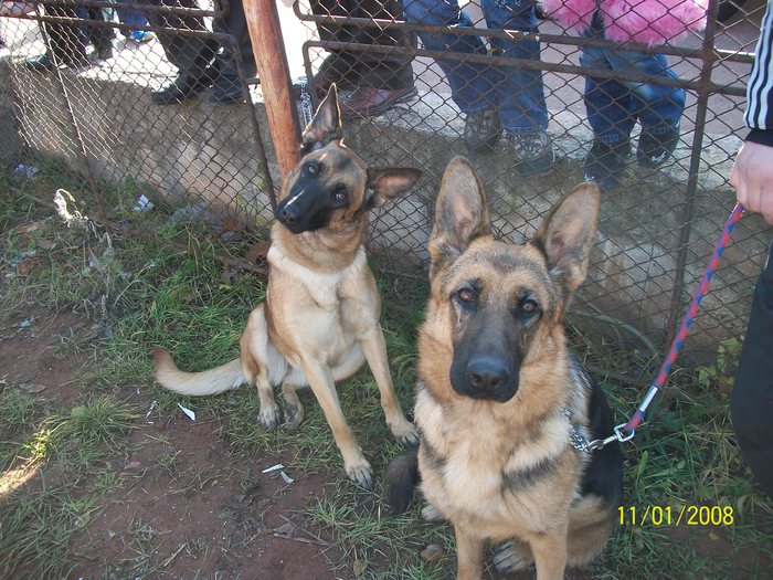 CLUJ expo CACIB 06.11.2010 - Ciobanesc german si ciobanesc belgian malinois cu pedigree GALATI