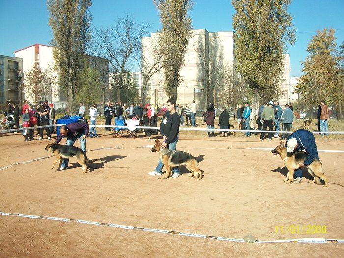 CLUJ expo CACIB 06.11.2010 - Ciobanesc german si ciobanesc belgian malinois cu pedigree GALATI