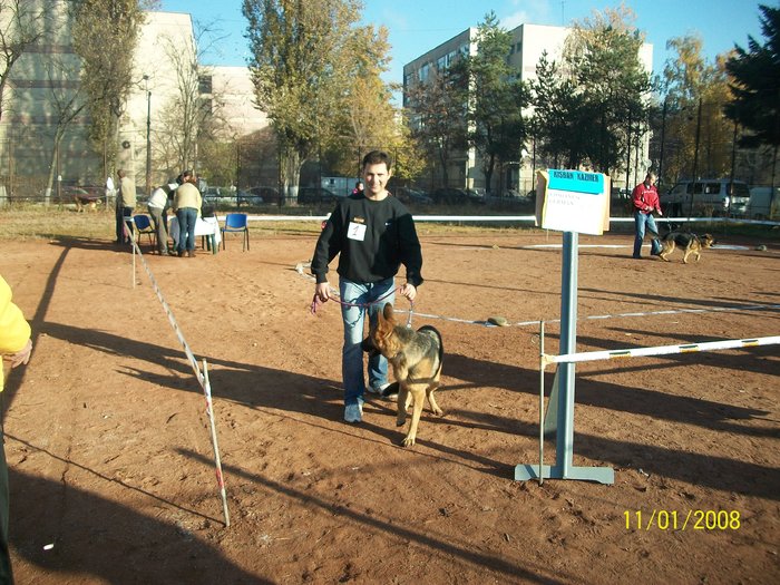 CLUJ expo CACIB 06.11.2010 - Ciobanesc german si ciobanesc belgian malinois cu pedigree GALATI