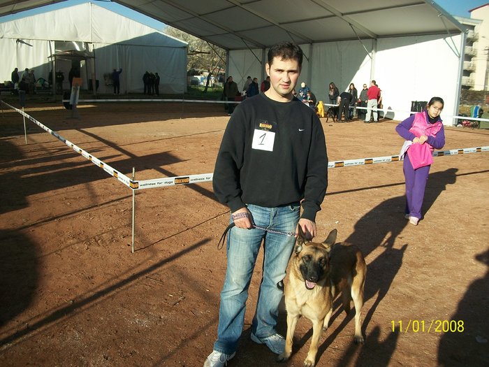 CLUJ expo CACIB 06.11.2010 - Ciobanesc german si ciobanesc belgian malinois cu pedigree GALATI