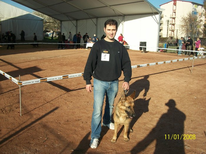 CLUJ expo CACIB 06.11.2010 - Ciobanesc german si ciobanesc belgian malinois cu pedigree GALATI