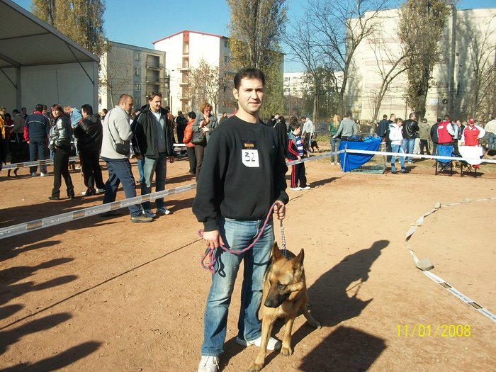 CLUJ expo CACIB 06.11.2010 - Ciobanesc german si ciobanesc belgian malinois cu pedigree GALATI