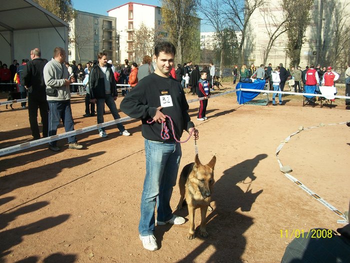 CLUJ expo CACIB 2010 - Ciobanesc german si ciobanesc belgian malinois cu pedigree GALATI