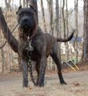 Presa Canario