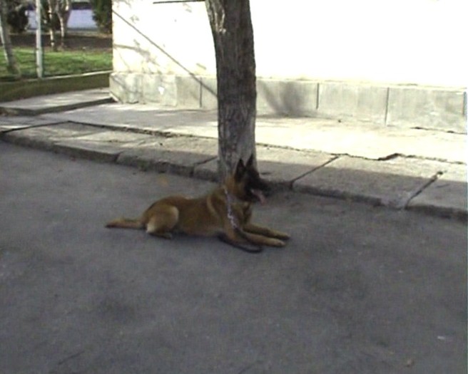 CIOBANESC BELGIAN MALINOIS