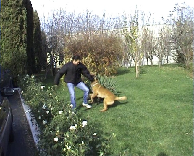 Mascul (Examinare lucru IPO) monta 13.11.2010 - Ciobanesc german si ciobanesc belgian malinois cu pedigree GALATI