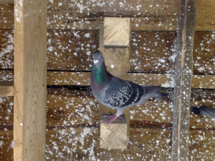 nemtica - porumbeii de la matca 2011